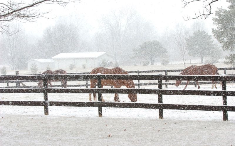 Horses in the winter: How to tell if your horse is dehydrated.