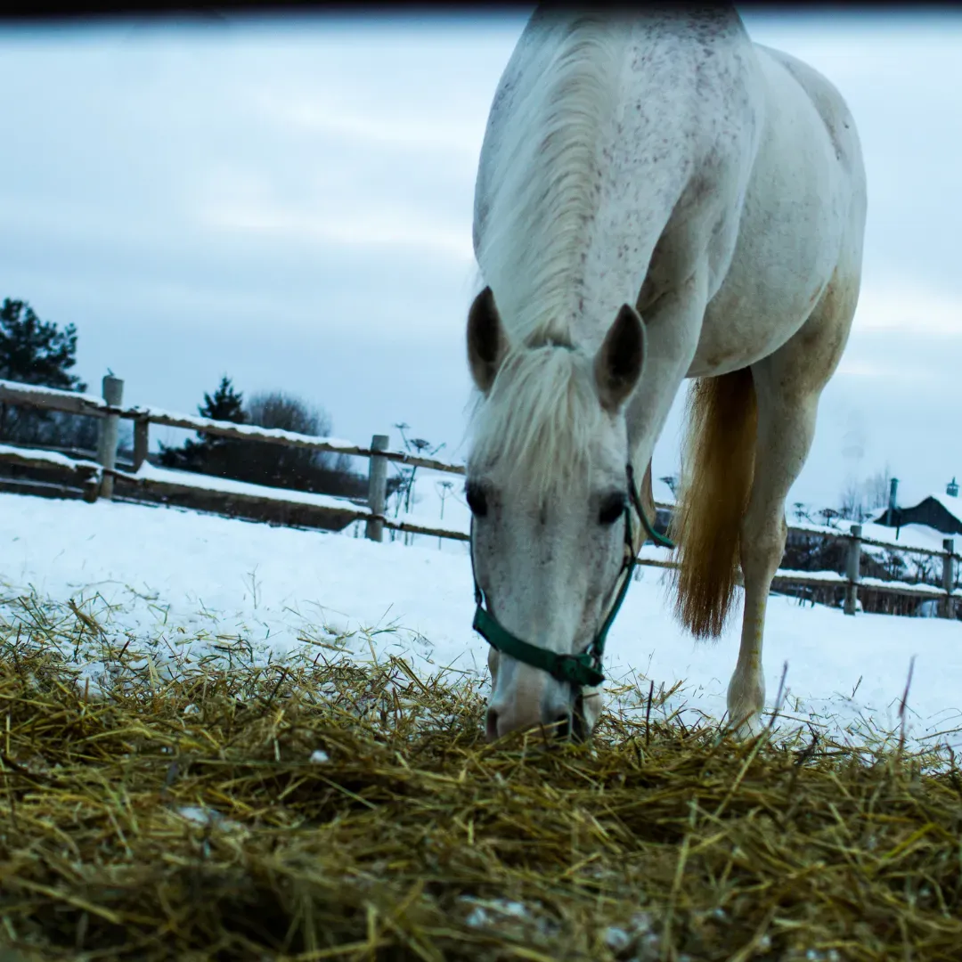 White horse eating outside in the winter.