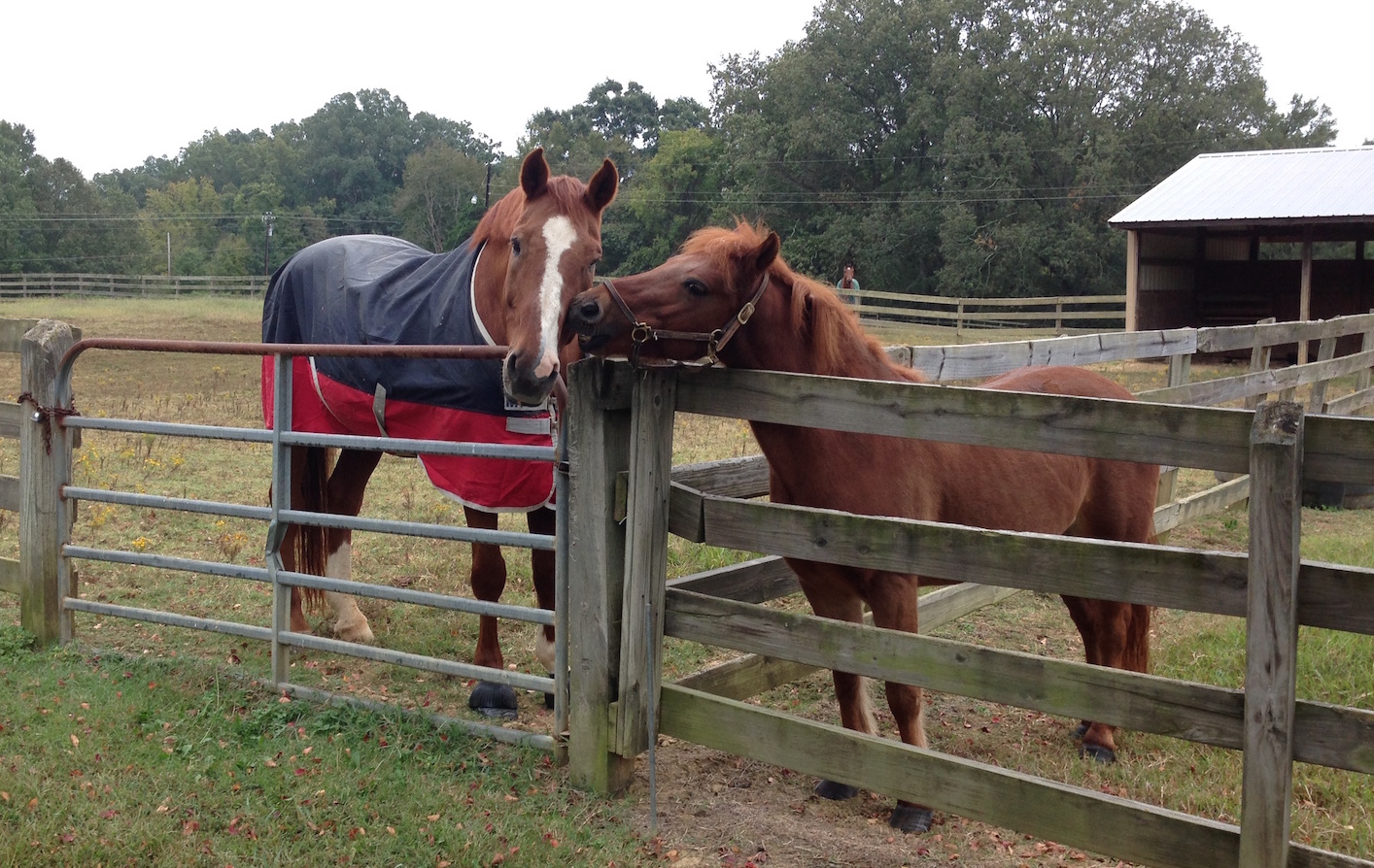 Equine Care Guides Full Circle Equine