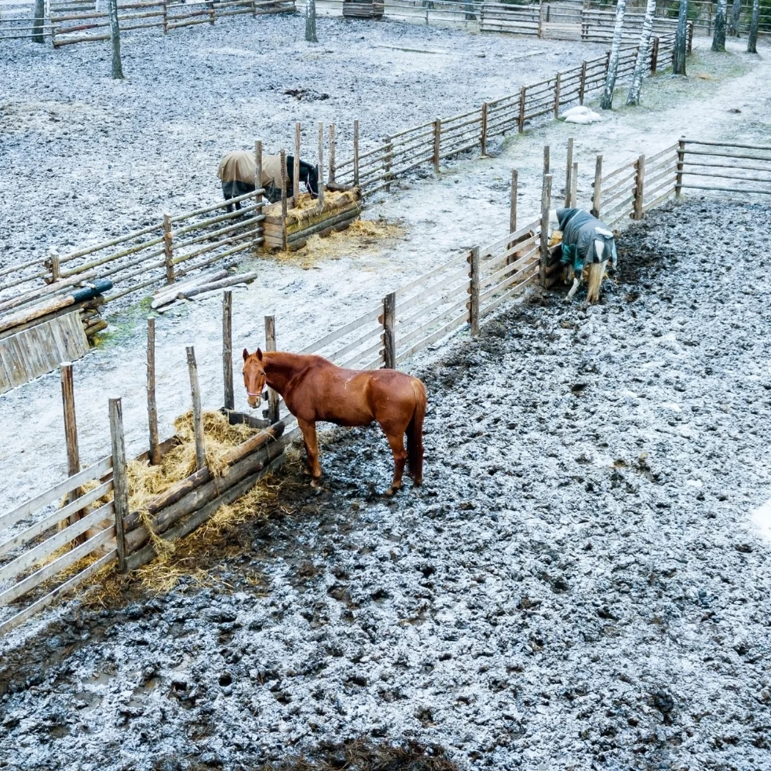 Brown horse standing outside in a snowy paddock.